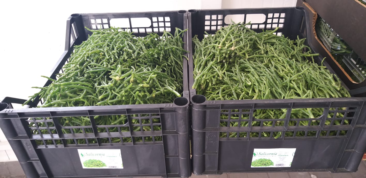 AZ.Agricola Staduto Adelina